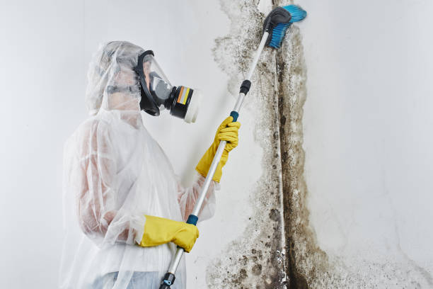 Best Mold Damage Repair  in Tuntutuli, AK