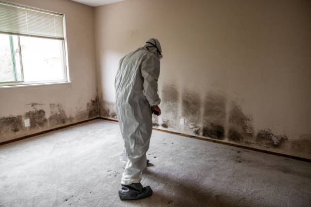 Certified Mold Removal in Tuntutuliak, AK